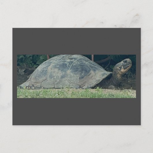 Turtle Photo Briefkaart (Voorkant)