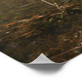 Turtle Photo Poster (Hoek)