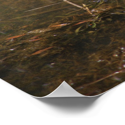 Turtle Photo Poster (Hoek)