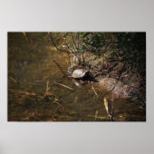 Turtle Photo Poster (Voorkant)
