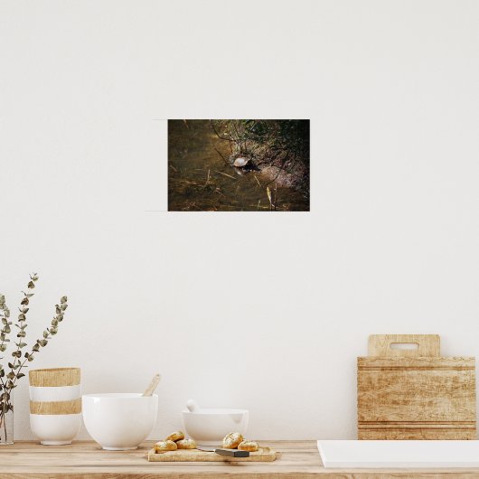 Turtle Photo Poster (Keuken)