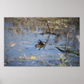 Turtle Photo Poster (Voorkant)