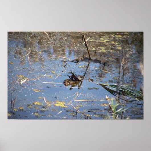 Turtle Photo Poster (Voorkant)
