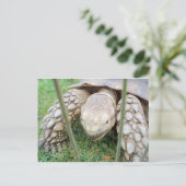 Turtle Portrait Briefkaart (Staand voorkant)
