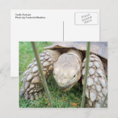 Turtle Portrait Briefkaart (Voorkant / Achterkant)