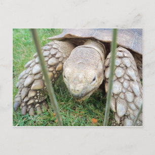 Turtle Portrait Briefkaart