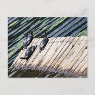 Turtle Rest Briefkaart