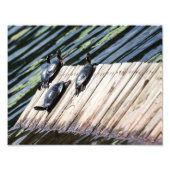 Turtle Rest Foto Afdruk (Voorkant)