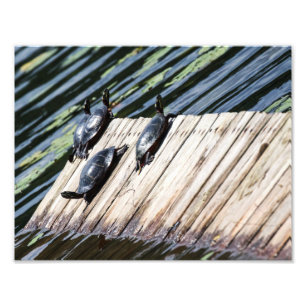 Turtle Rest Foto Afdruk