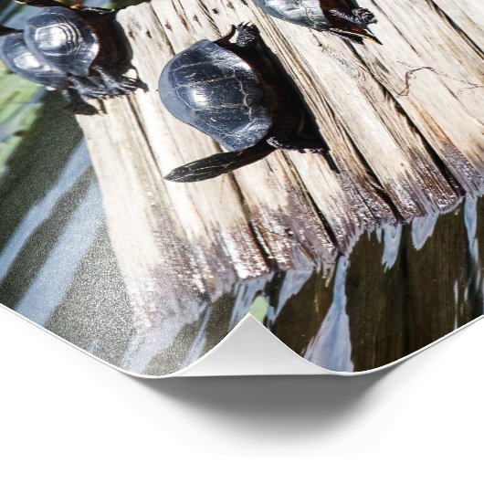 Turtle Rest Foto Afdruk (Hoek)