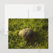 Turtle Shy Briefkaart (Voorkant / Achterkant)