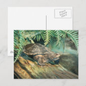 Turtle Sunning op log Briefkaart (Voorkant / Achterkant)
