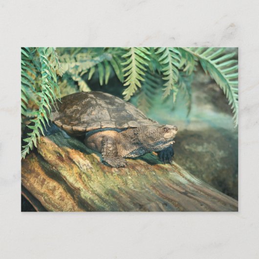 Turtle Sunning op log Briefkaart (Voorkant)