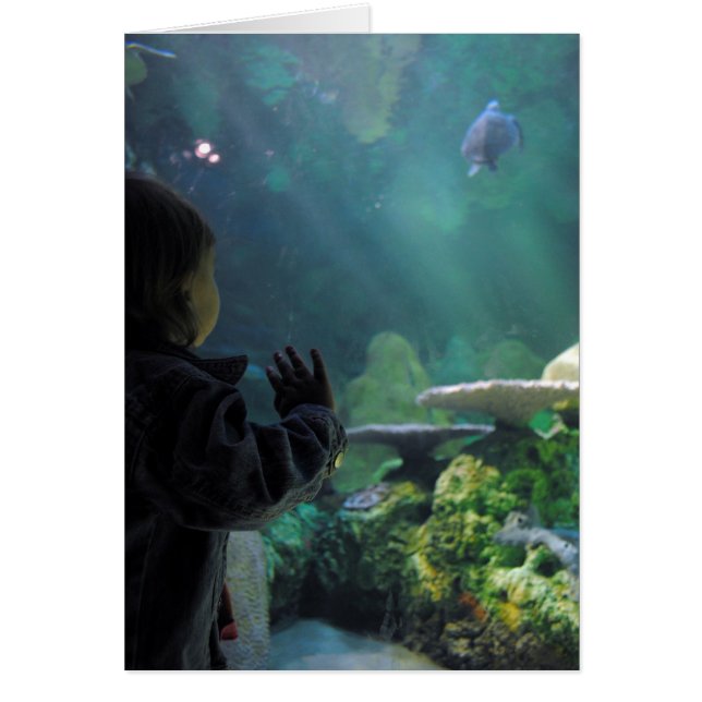 Turtle Tank Viewer (Voorkant)