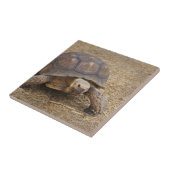 Turtle Tortoise Shell Turtles Wildlife Photo Wilde Tegeltje (Zijkant)