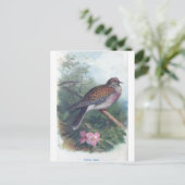 turtledove briefkaart (Staand voorkant)