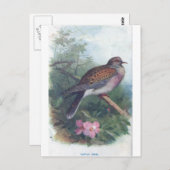 turtledove briefkaart (Voorkant / Achterkant)