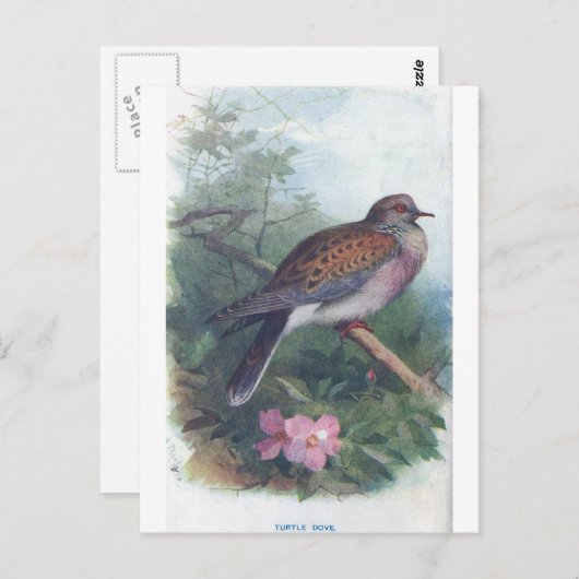 turtledove briefkaart (Voorkant / Achterkant)