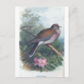 turtledove briefkaart
