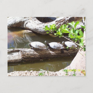 TURTLEN, TURTLES, TURTLEN!! BRIEFKAART