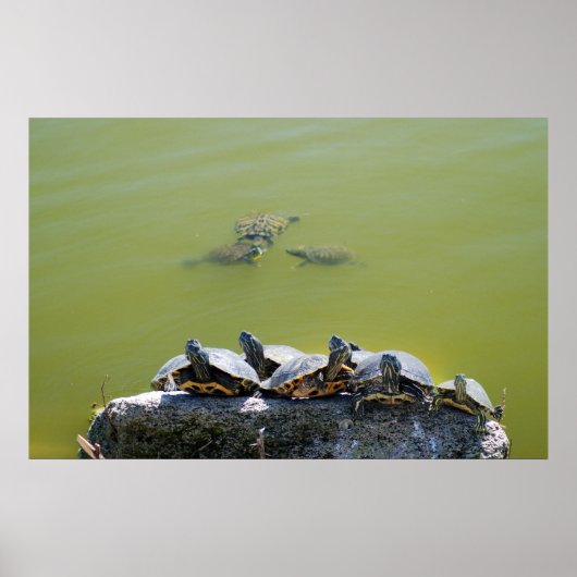 turtlerock poster (Voorkant)