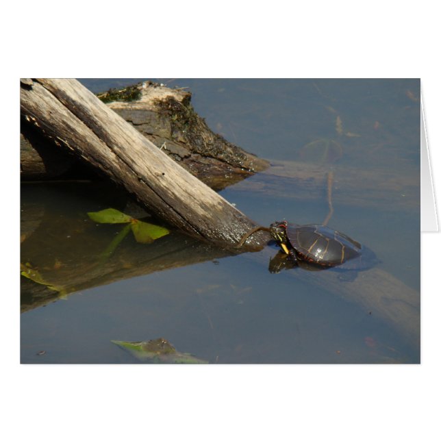 Turtle's Day Off (Voorkant Horizontaal)