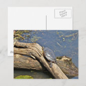 Turtle's Day Off Briefkaart (Voorkant / Achterkant)