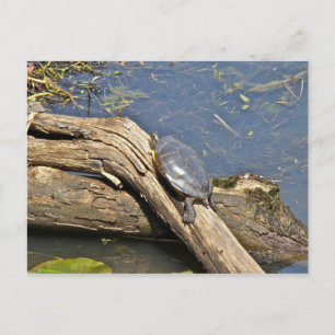 Turtle's Day Off Briefkaart