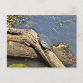 Turtle's Day Off Briefkaart (Voorkant)