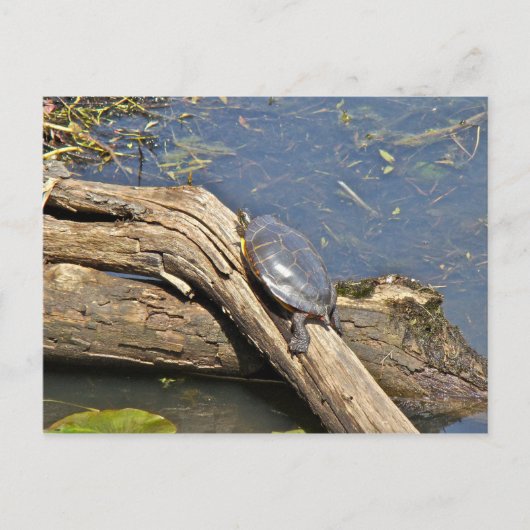 Turtle's Day Off Briefkaart (Voorkant)