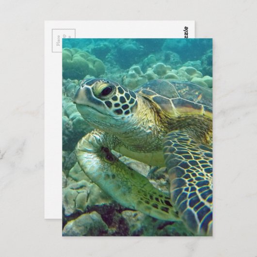 Turtles in Hawaii Briefkaart (Voorkant / Achterkant)