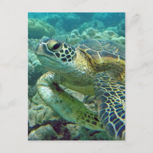 Turtles in Hawaii Briefkaart