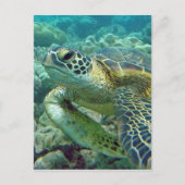 Turtles in Hawaii Briefkaart (Voorkant)