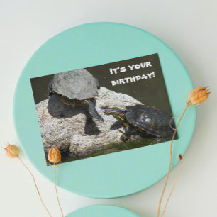 Turtles on Rock Photo Funny Birthday Kaart