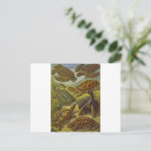 Turtles Wetenschappelijke afdruk Briefkaart (Staand voorkant)