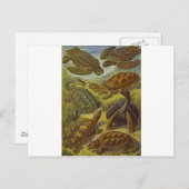 Turtles Wetenschappelijke afdruk Briefkaart (Voorkant / Achterkant)