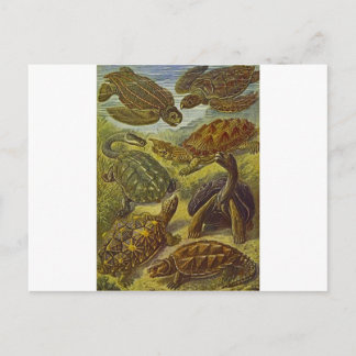 Turtles Wetenschappelijke afdruk Briefkaart