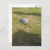 TURTURTLE BRIEFKAART (Voorkant / Achterkant)