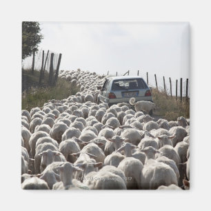 tuscany farmland road , auto geblokkeerd door kudd magneet