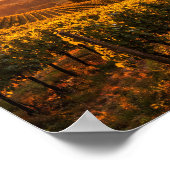 Tuscany Vineyard at Sunset Landscape Poster (Hoek)