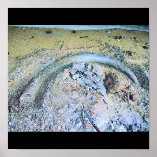 tusk van zoogdieren (2) poster (Voorkant)