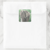 Tusked Elephant Sticker (Tas)