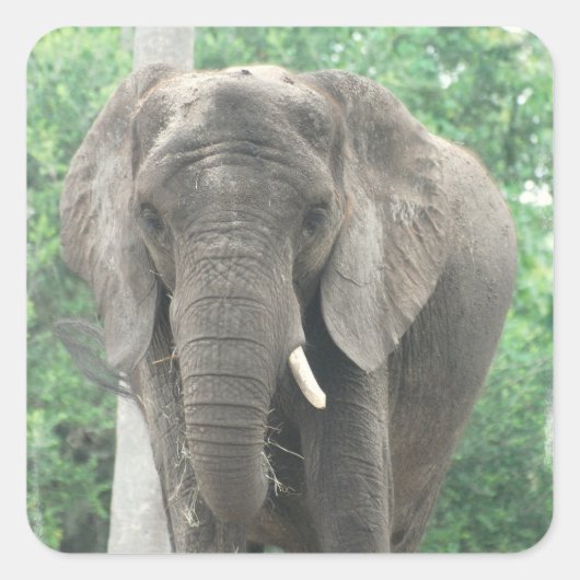 Tusked Elephant Sticker (Voorkant)