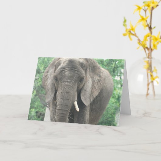 Tusked Elephant Wenskaart Kaart (Gele Bloem)