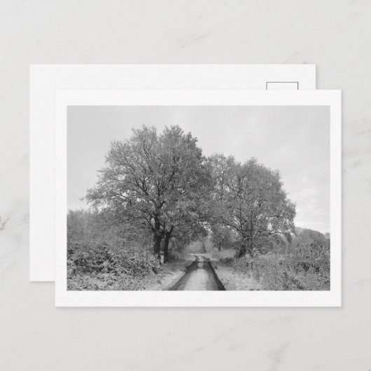 Tussen de Oaks (winter) Briefkaart (Voorkant / Achterkant)