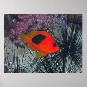 Tussen de Urchins Poster