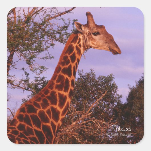 Tutwa, giraffe in Botswana, Square Sticker (Voorkant)