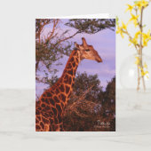 Tutwa, giraffe in Botswana, Wenskaart Kaart (Gele Bloem)