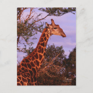 Tutwa, giraffe in Tetswana, Briefkaart