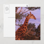 Tutwa, giraffe in Tetswana, Briefkaart (Voorkant / Achterkant)